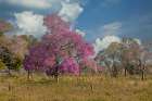Pink Lapacho tree in full bloom along the Transpantaneira Highway, Brazil, South America Art Print